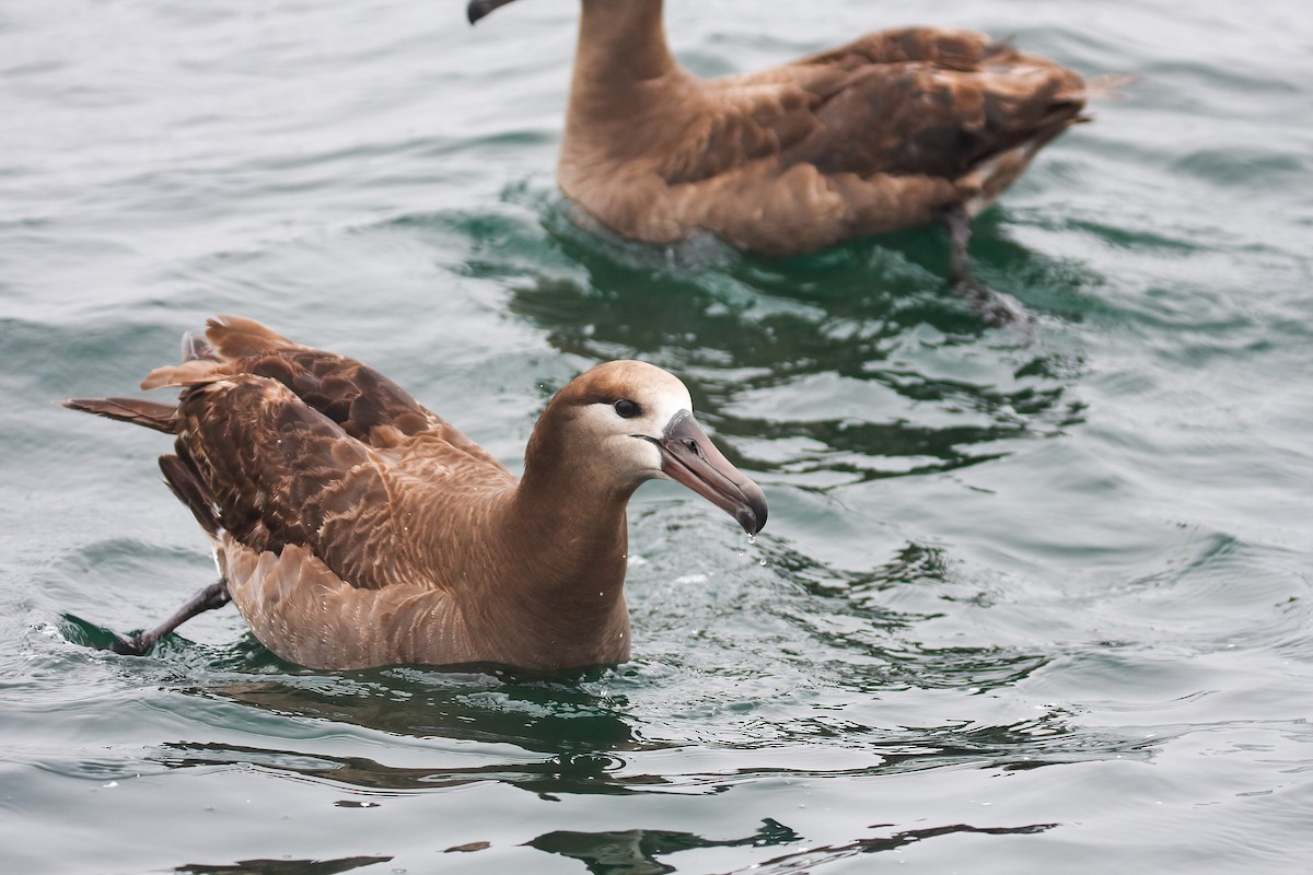 Albatros à pieds noirs - ML549586921