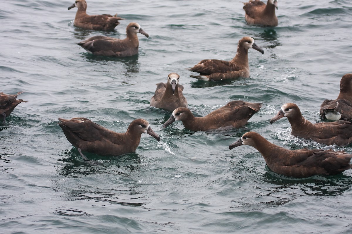 Black-footed Albatross - ML549586931