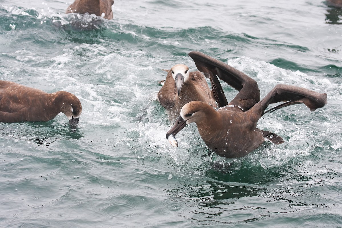 Kara Ayaklı Albatros - ML549586961