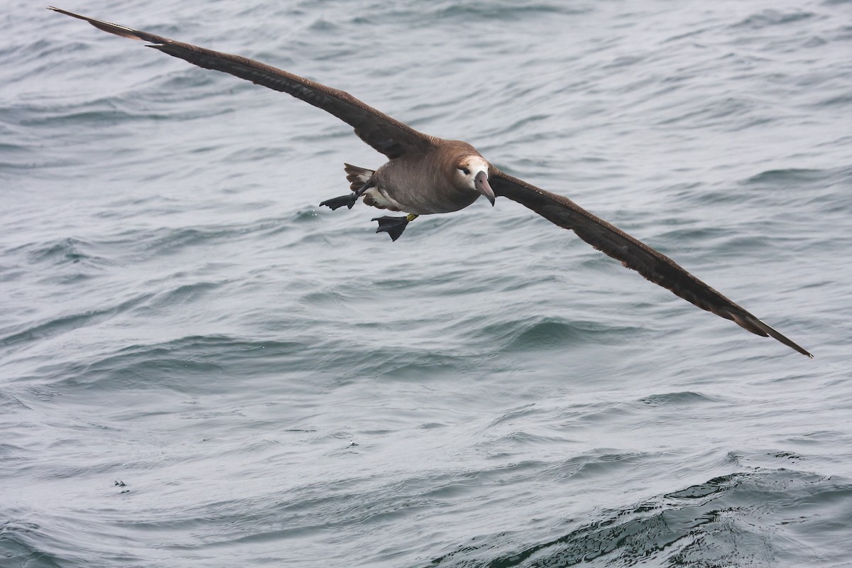 Albatros à pieds noirs - ML549586971