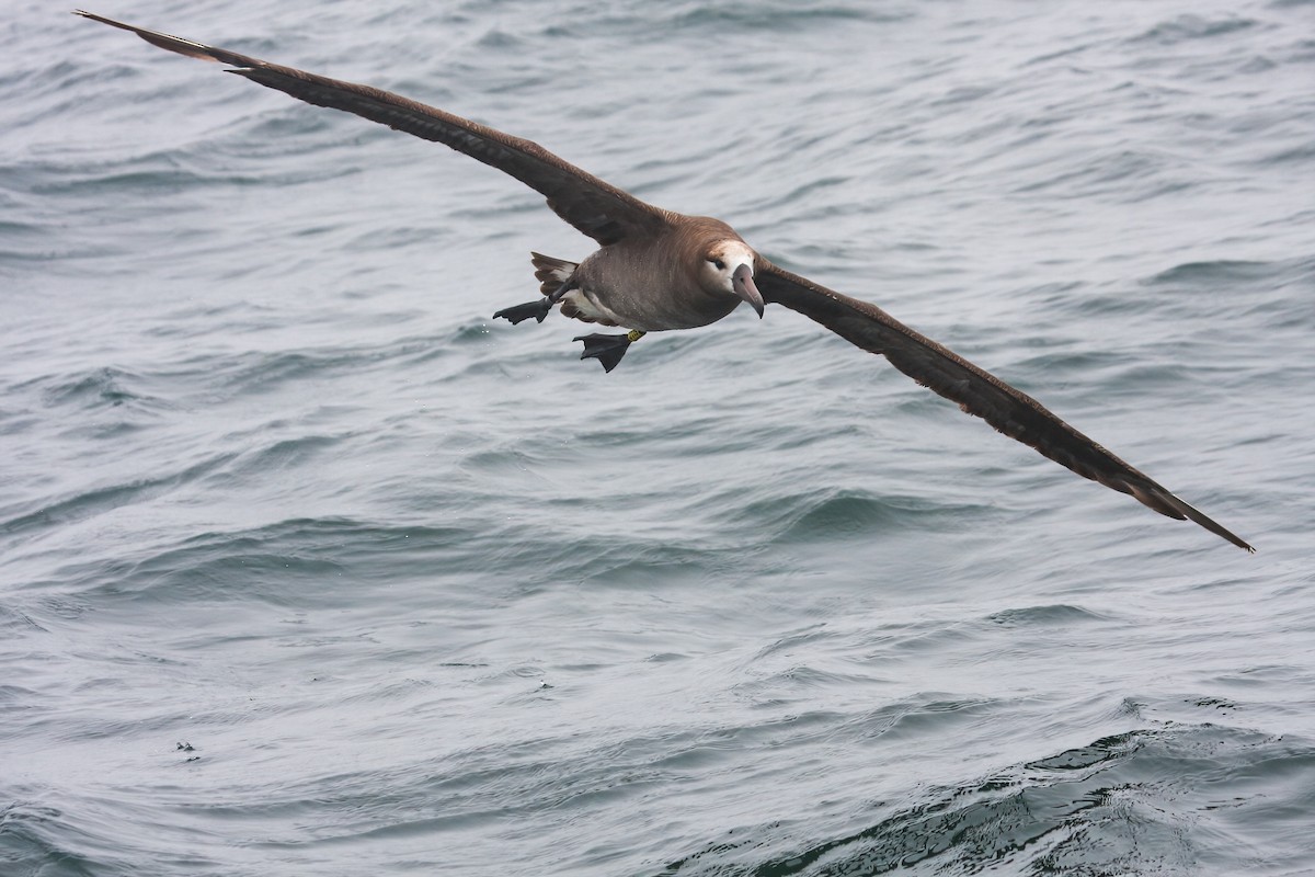 Kara Ayaklı Albatros - ML549586971