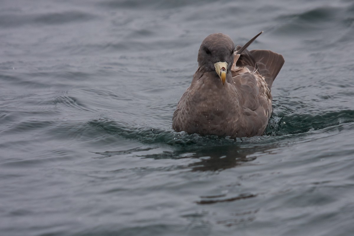 Northern Fulmar - ML549587031