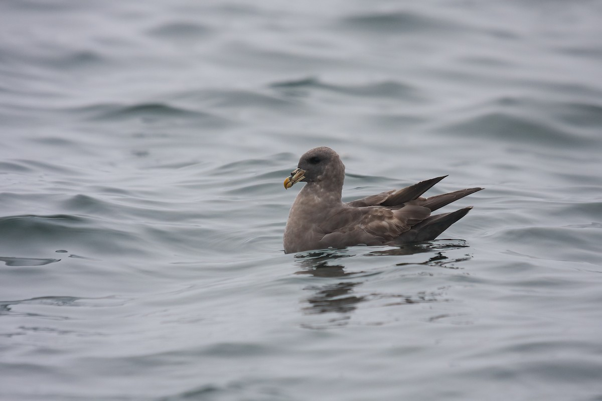 Northern Fulmar - ML549587051