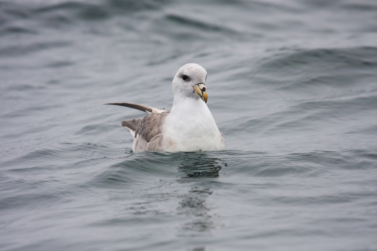 Northern Fulmar - ML549587061