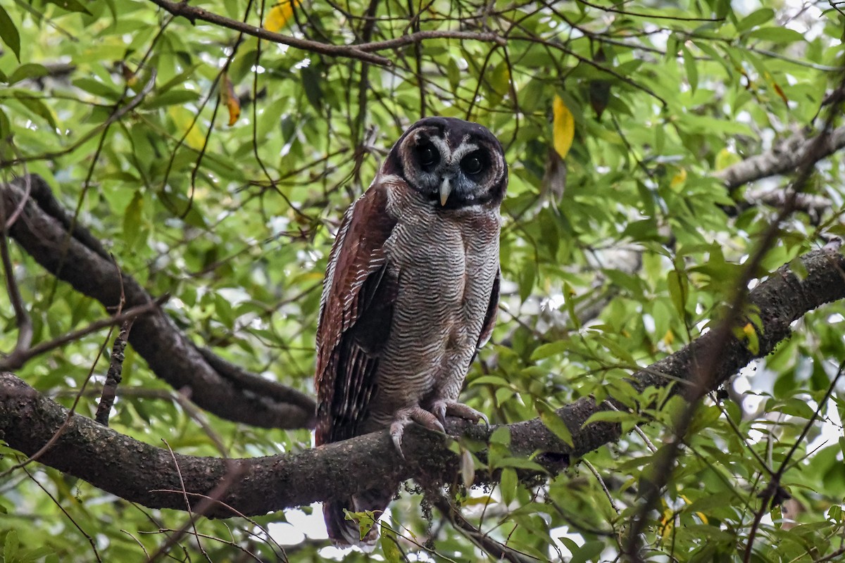Brown Wood-Owl - ML549587141