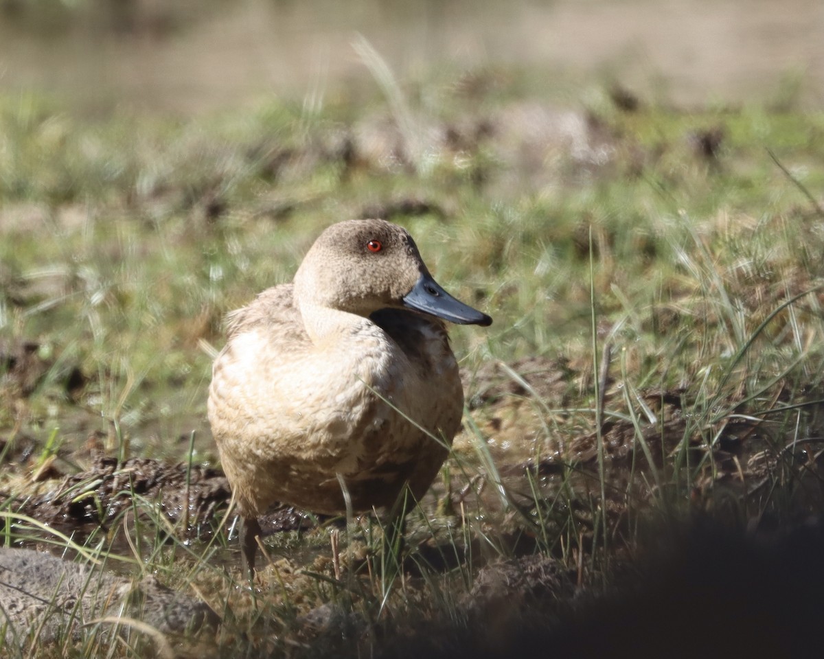 Canard huppé - ML549587301