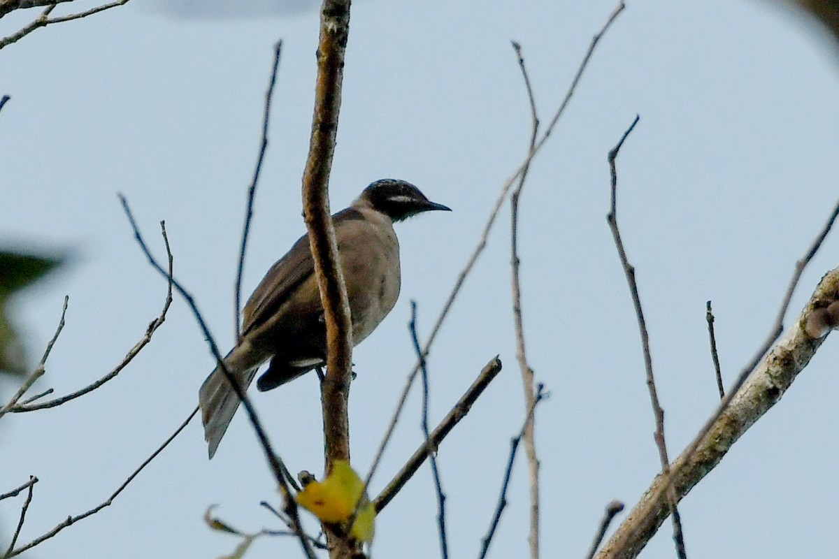 Streak-headed Honeyeater - ML549587671