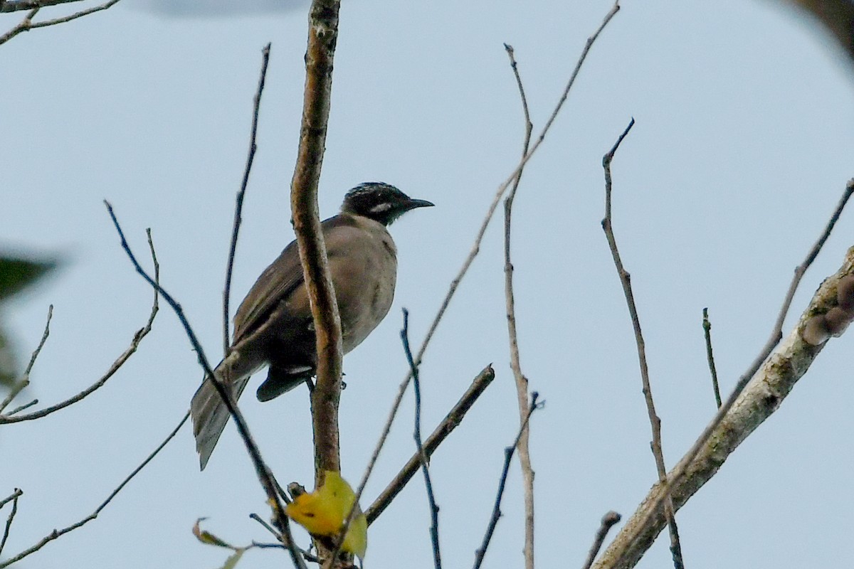 Streak-headed Honeyeater - ML549587681