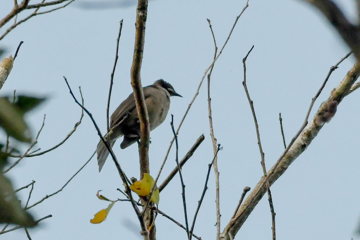 Streak-headed Honeyeater - ML549587691