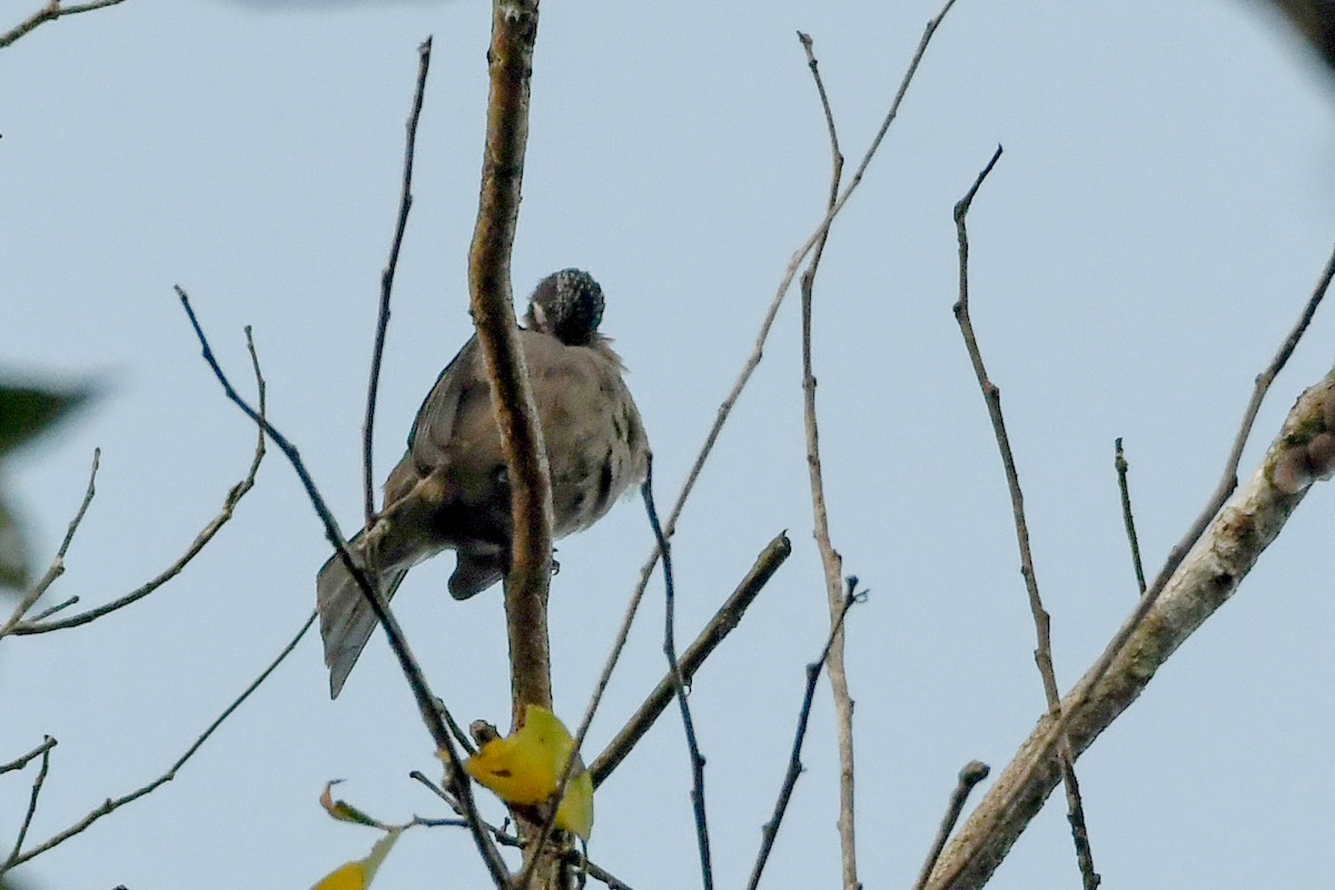 Méliphage à tête rayée - ML549587721