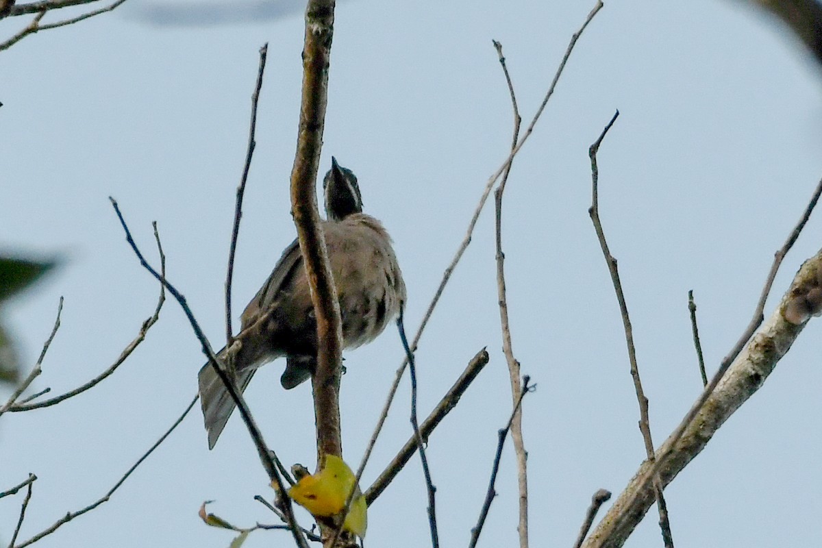 Streak-headed Honeyeater - ML549587731