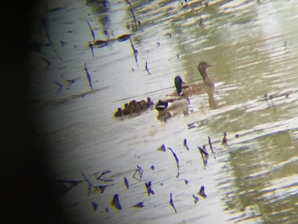 Mallard - ML54958851