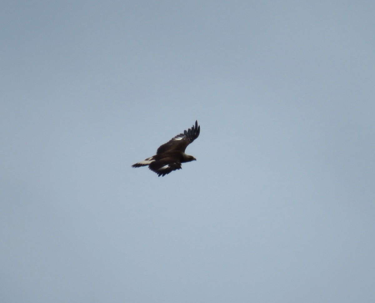 Golden Eagle - Pam Otley