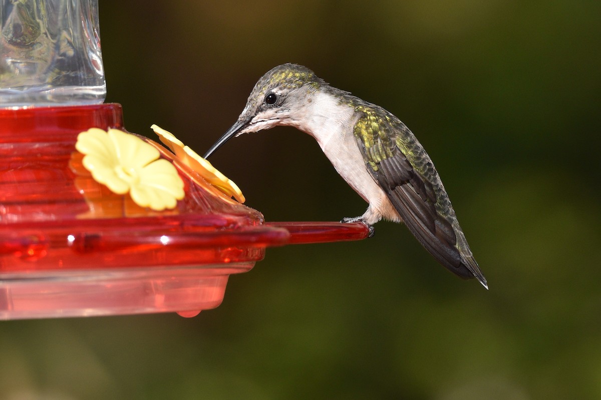 Colibrí Gorjirrubí - ML549589161