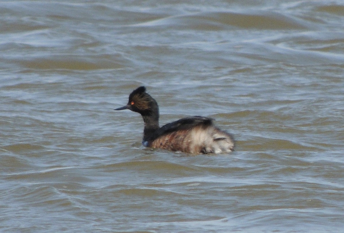 Eared Grebe - ML549590411