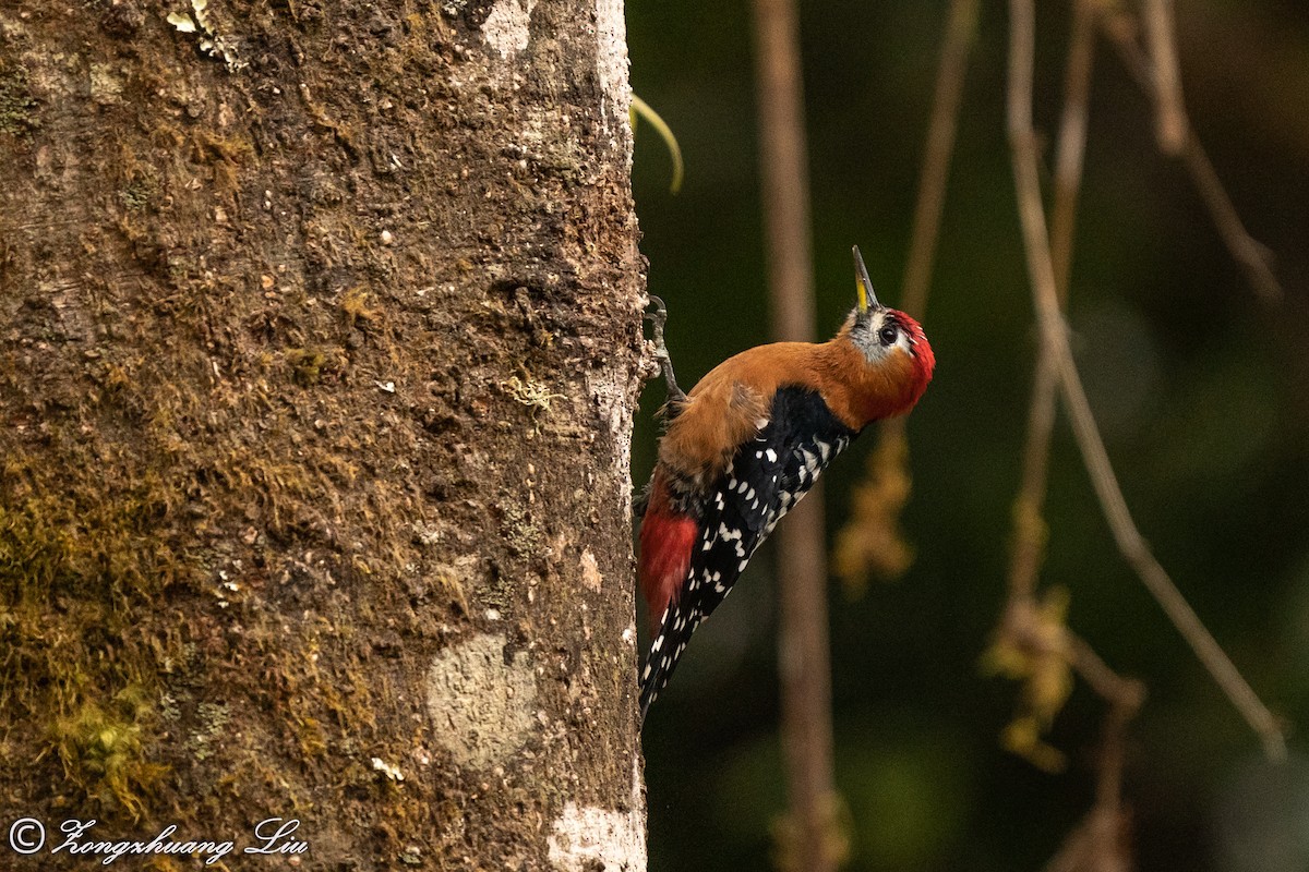 Rufous-bellied Woodpecker - Zongzhuang Liu