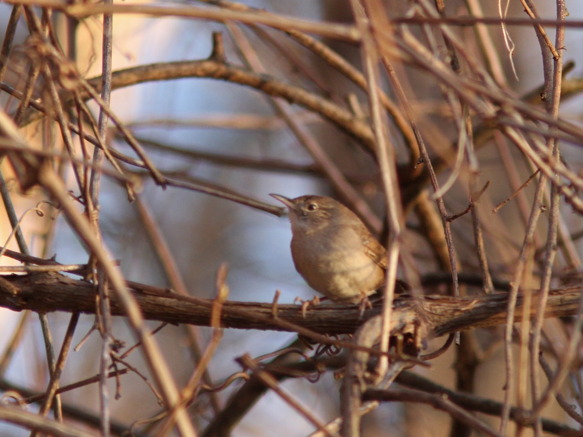 Northern House Wren - ML54959191