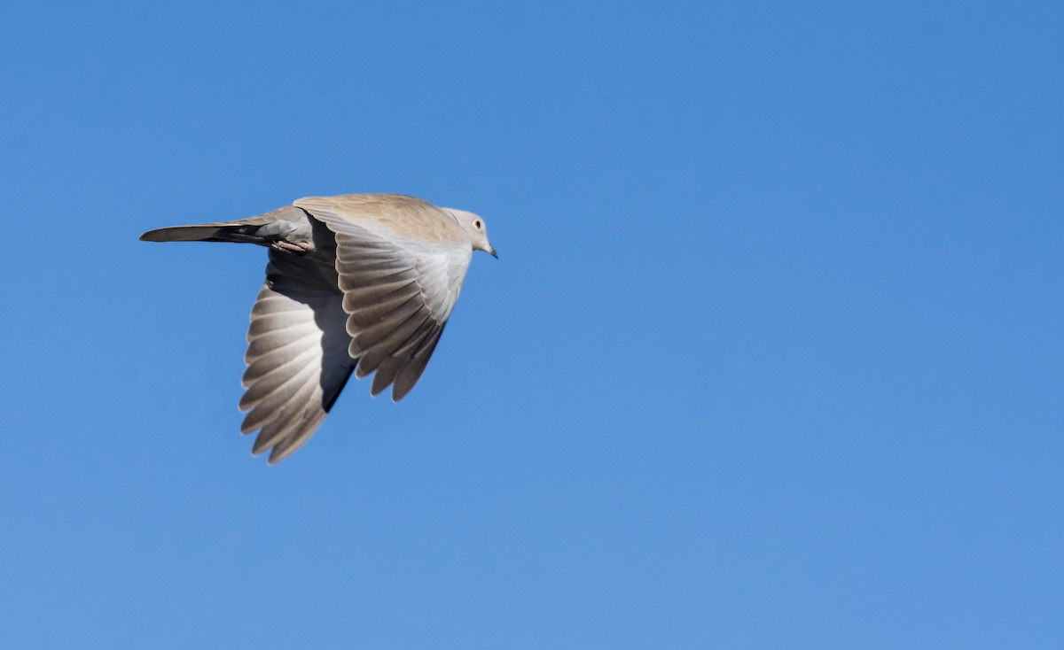 Eurasian Collared-Dove - ML549591931