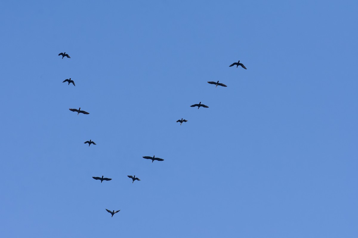 Double-crested Cormorant - ML549592181