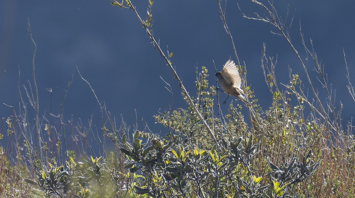 Say's Phoebe - ML549592881