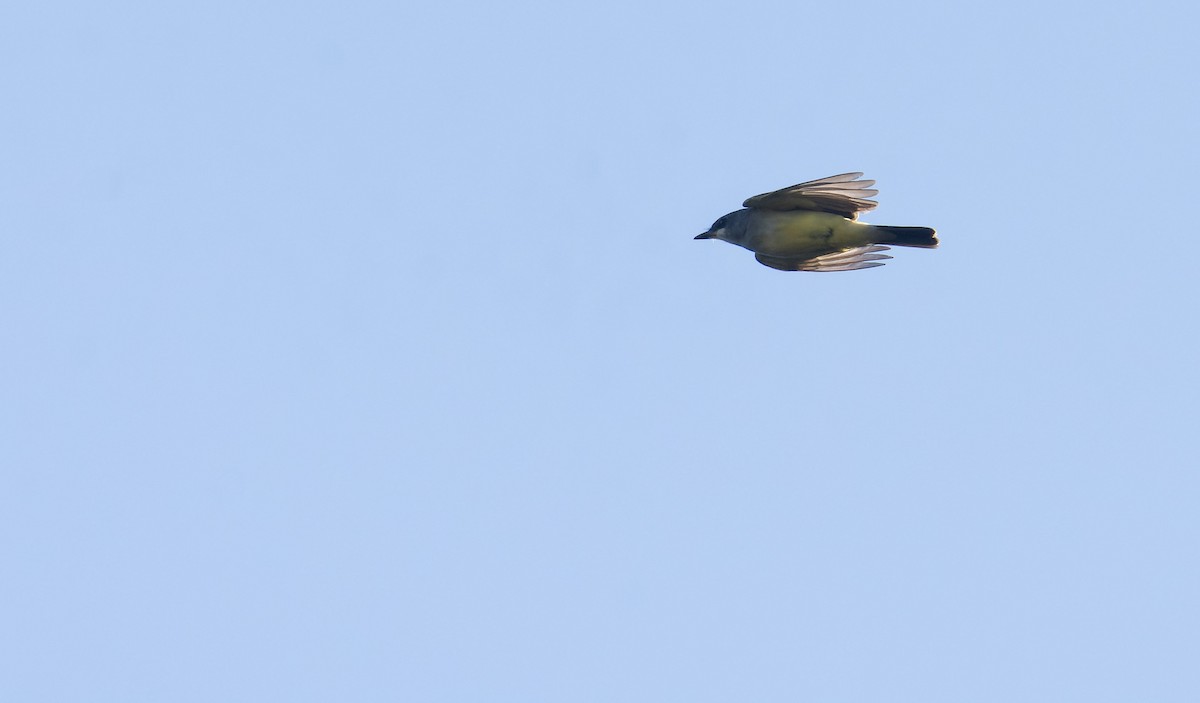 Cassin's Kingbird - ML549592911