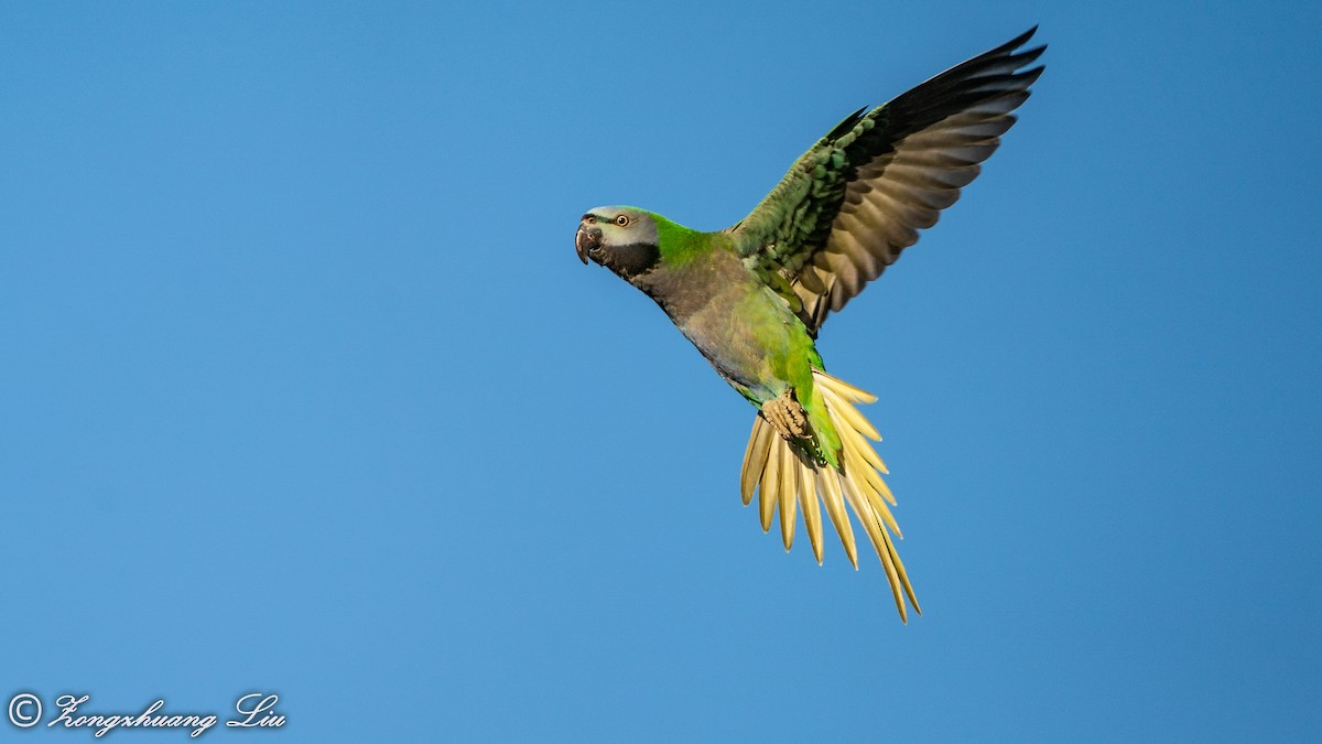 Derbyan Parakeet - ML549593321