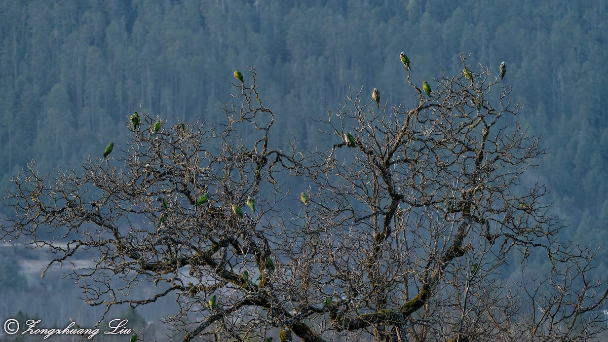 Derbyan Parakeet - ML549593401