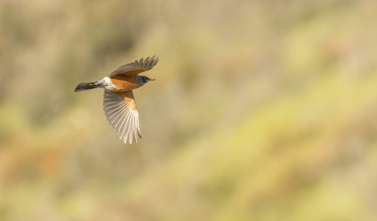 American Robin - ML549593481