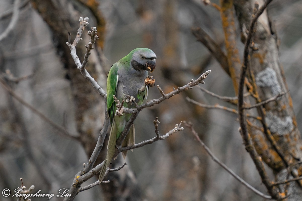 Derbyan Parakeet - ML549594551