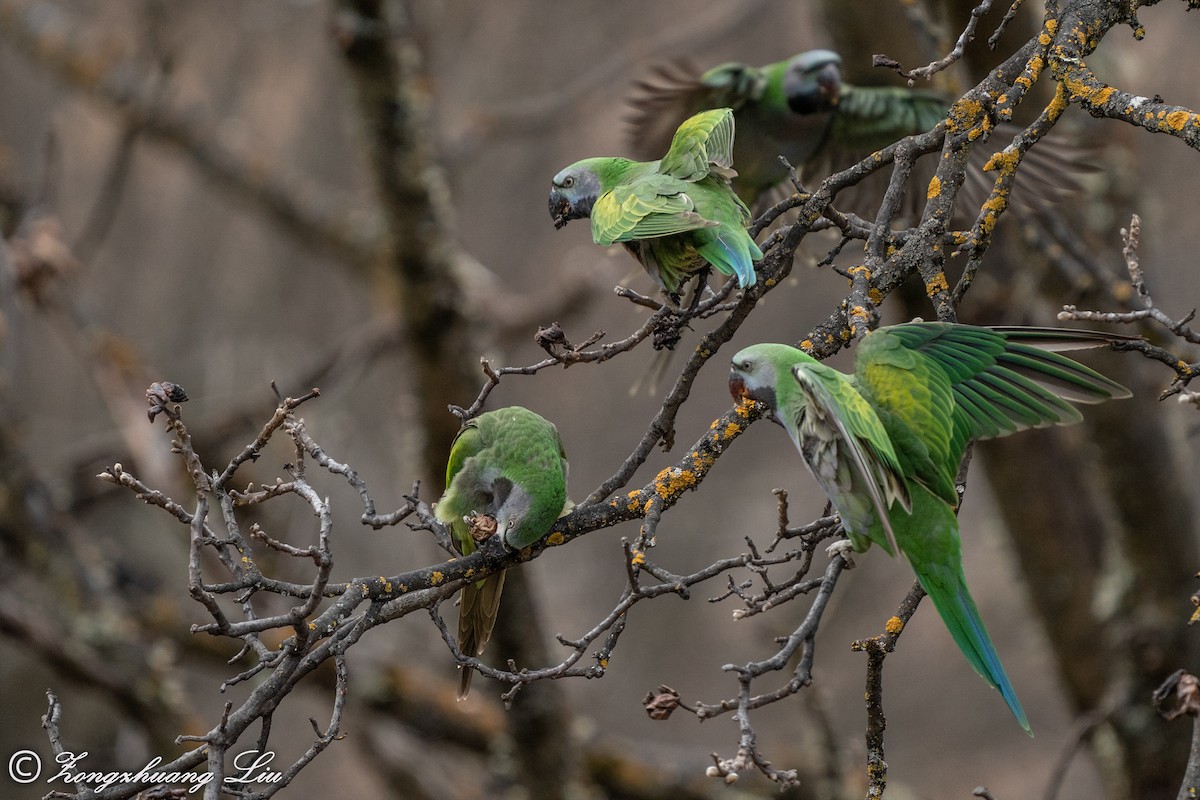 Derbyan Parakeet - ML549594571