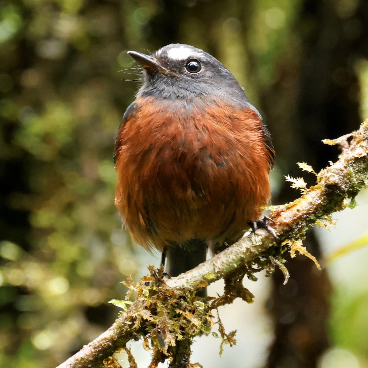 Chestnut-bellied Chat-Tyrant - ML549595181