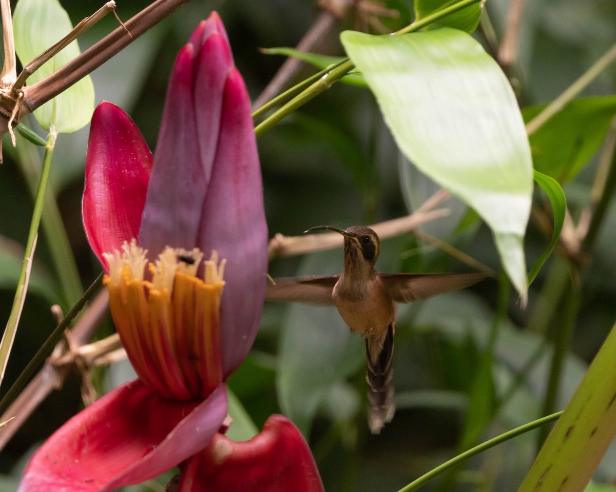 kolibřík proužkohrdlý - ML549596221