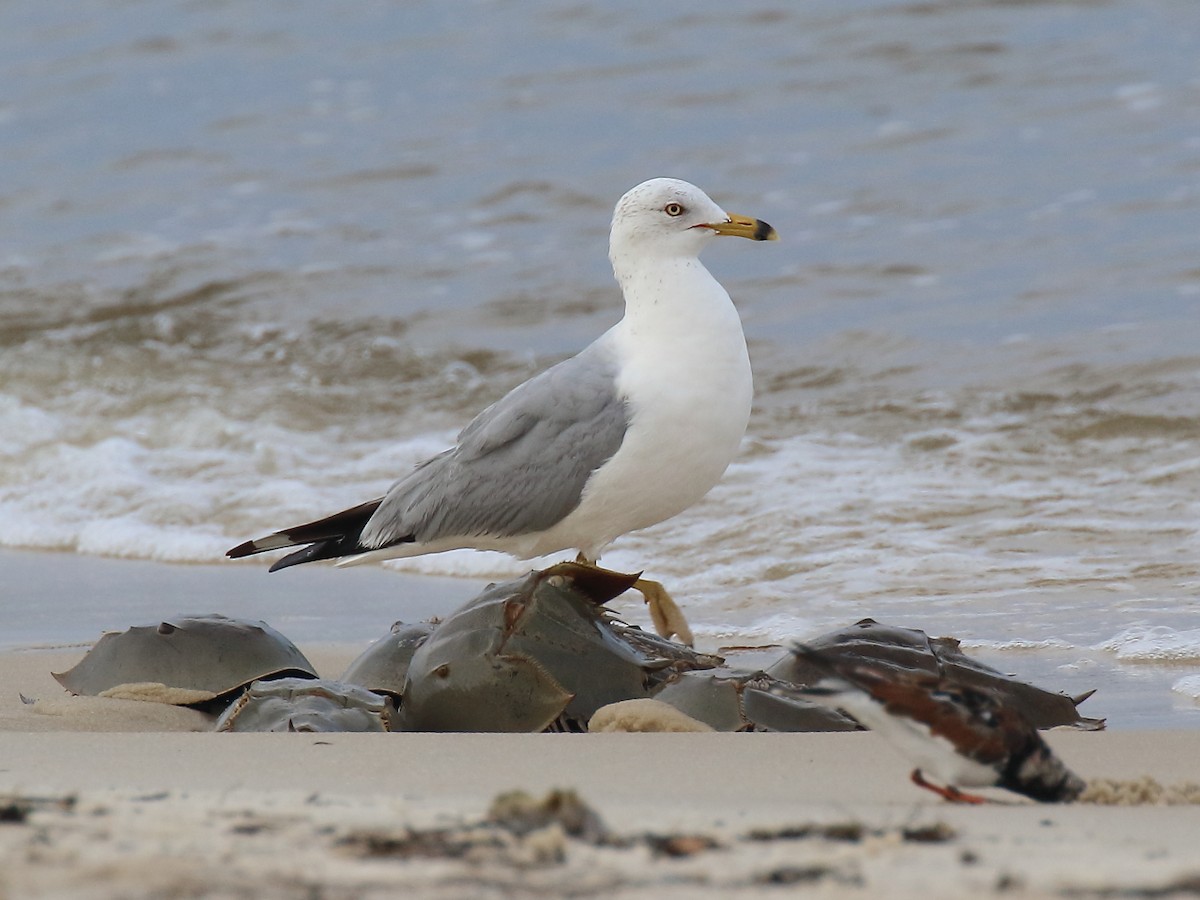 Ring-billed Gull - Doug Beach