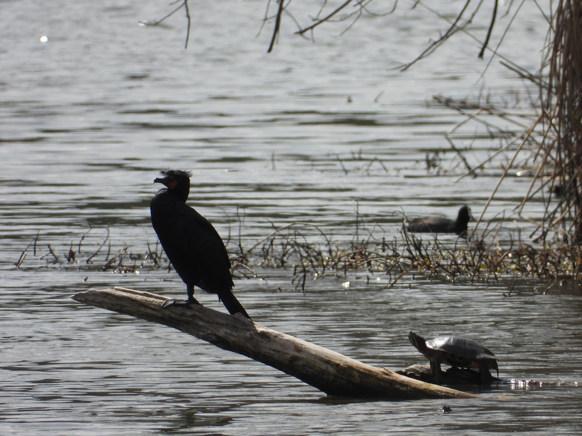 Double-crested Cormorant - Erich Sparks