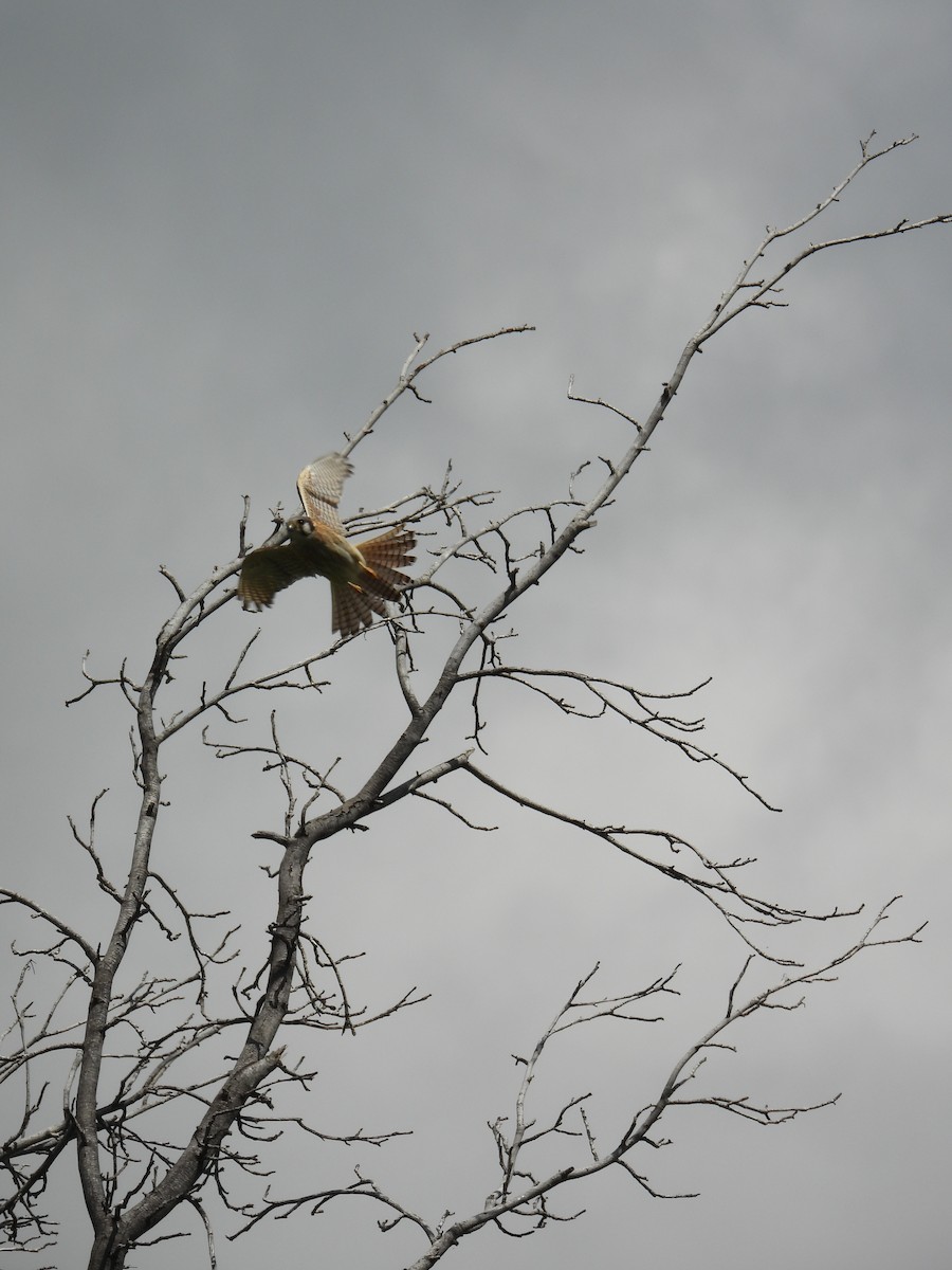 American Kestrel - ML549597661