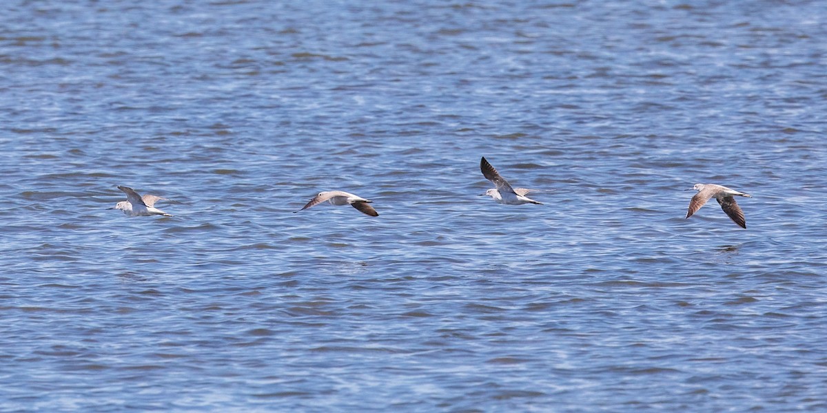 Common Greenshank - ML549597711