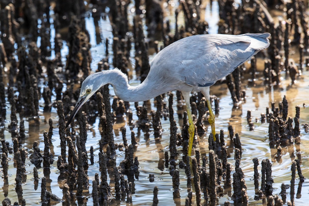 White-faced Heron - ML549598141