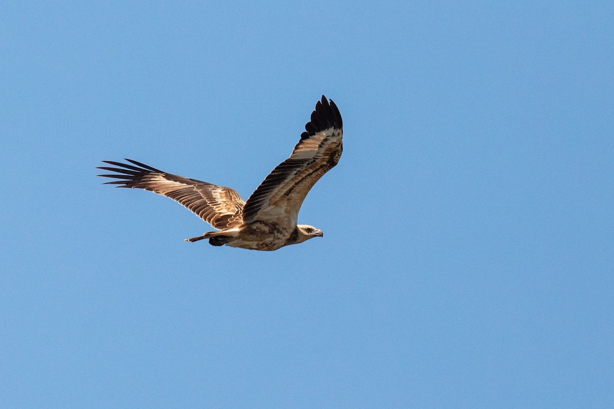 White-bellied Sea-Eagle - ML549598391