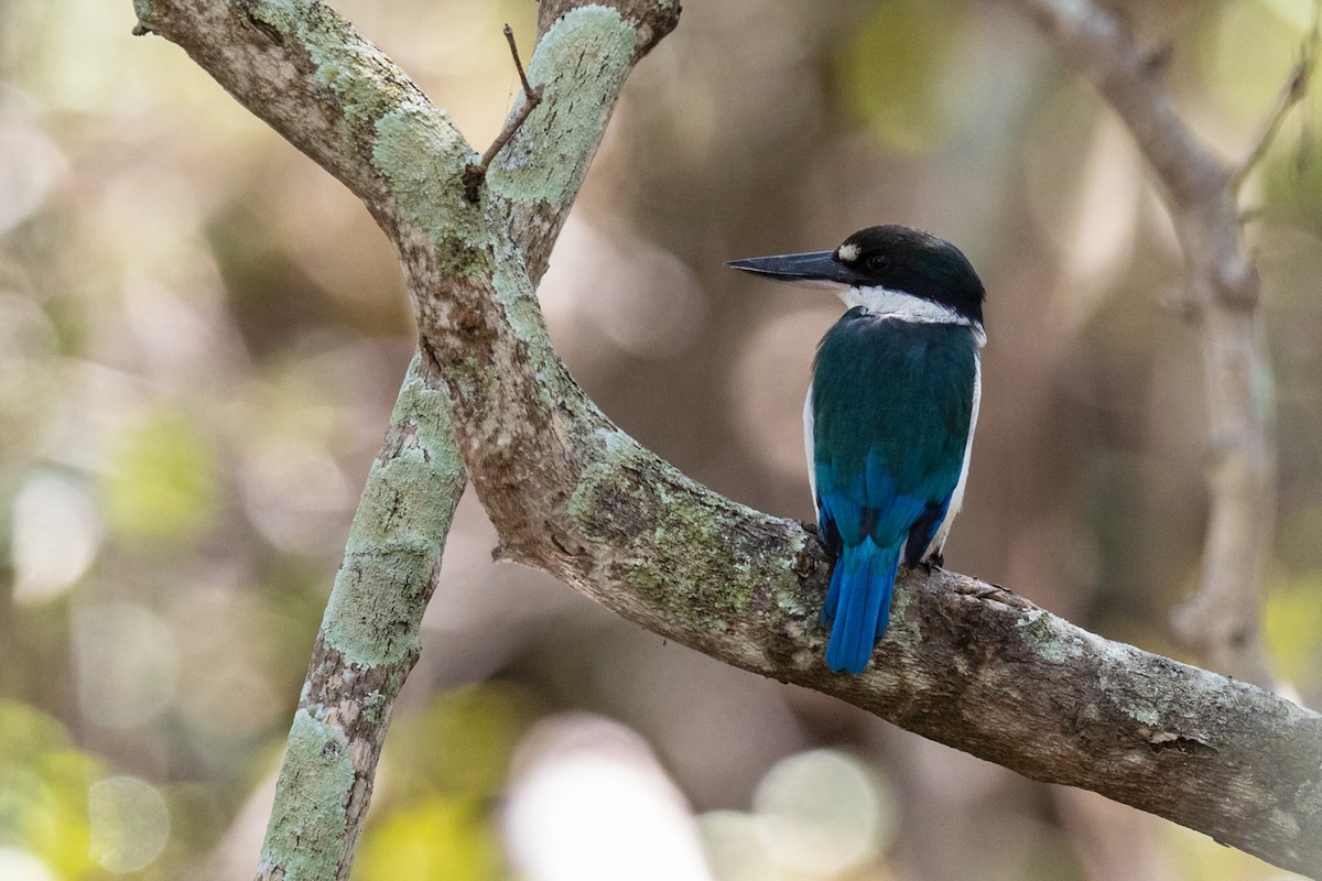 Torresian Kingfisher - ML549598761