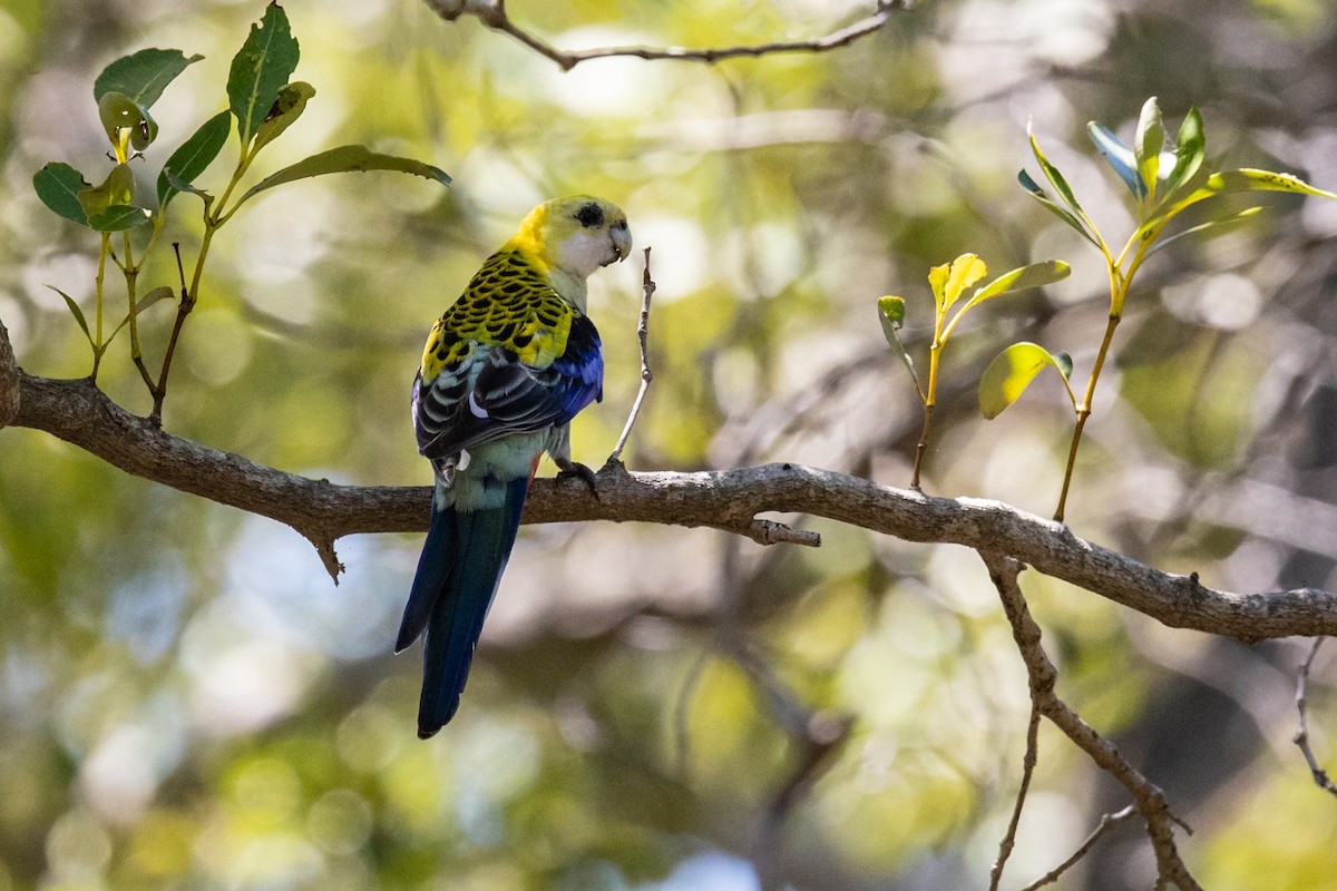 ホオアオサメクサインコ - ML549599071