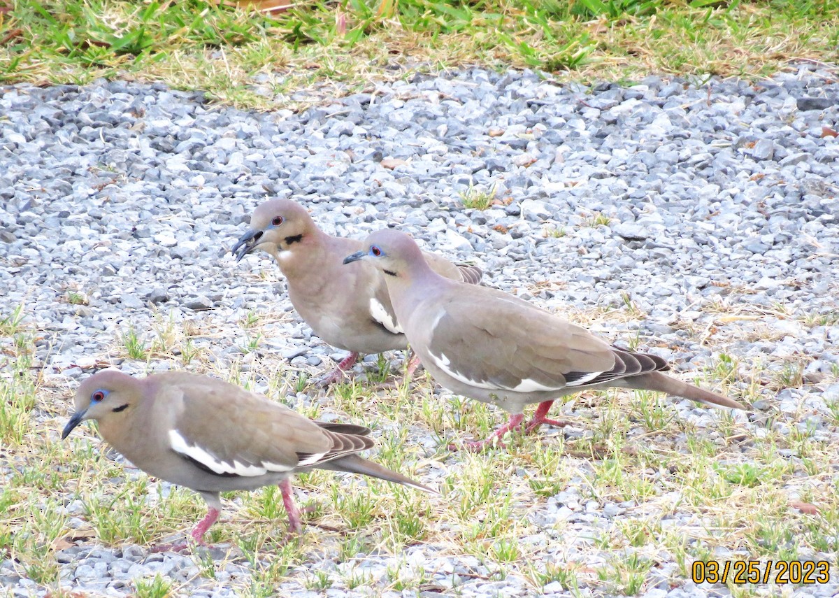 White-winged Dove - ML549599511