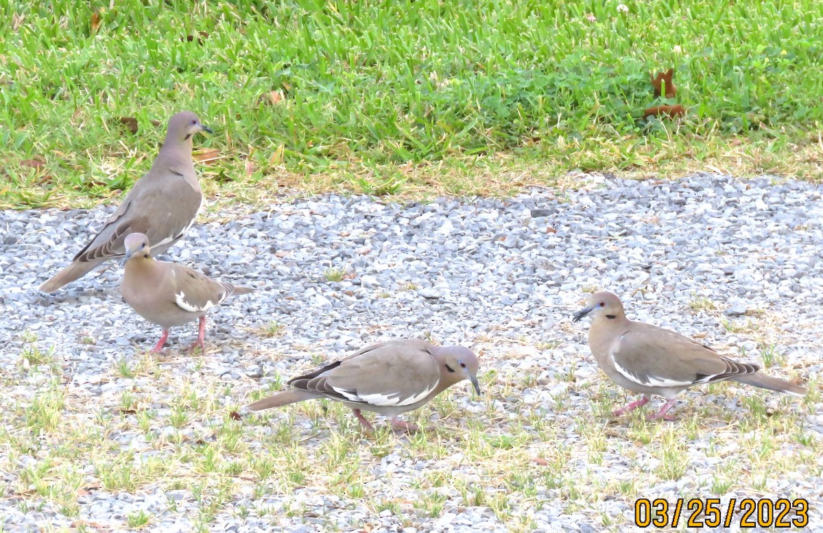 White-winged Dove - ML549599581