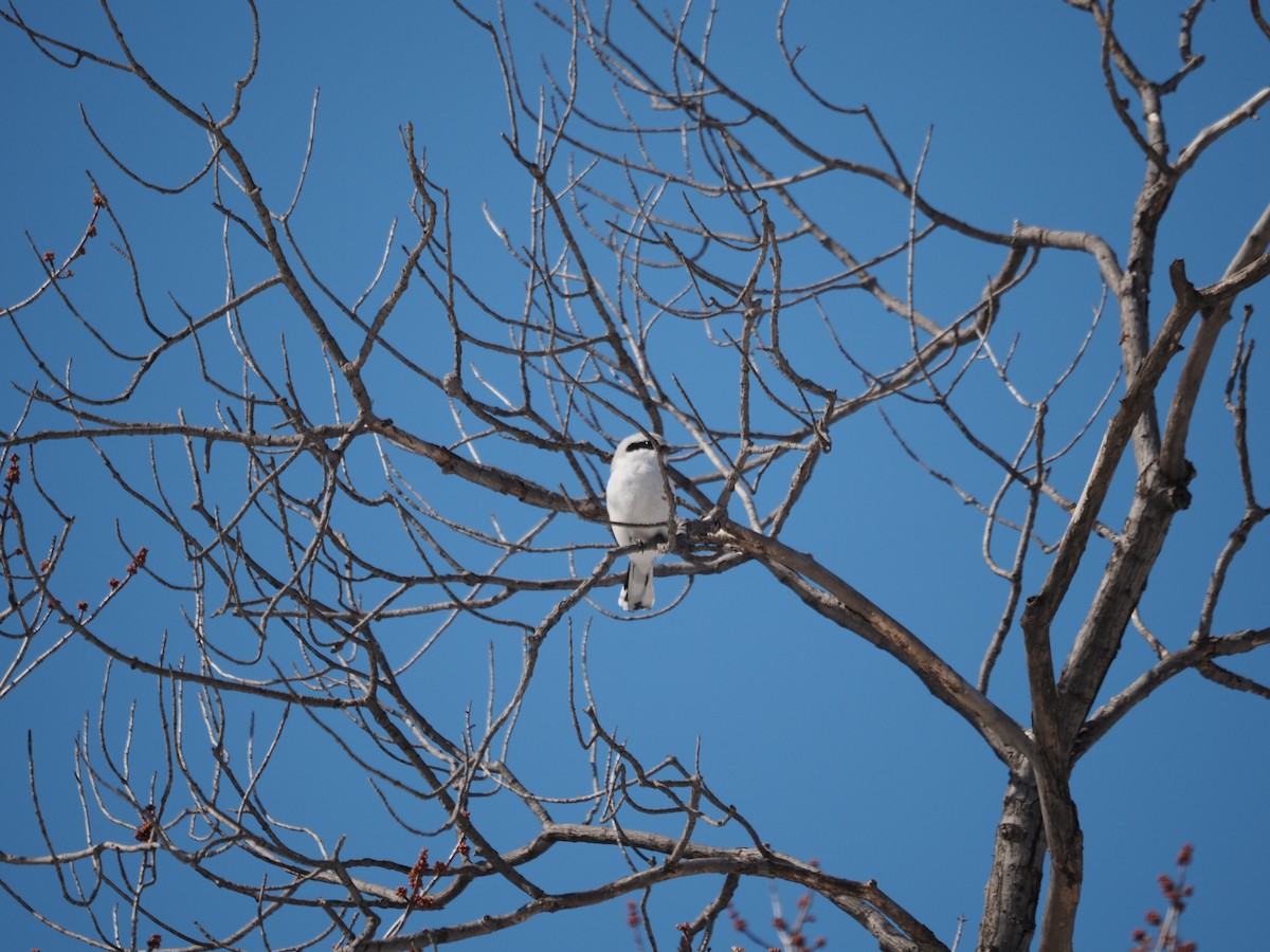 Northern Shrike - Andrew Longtin