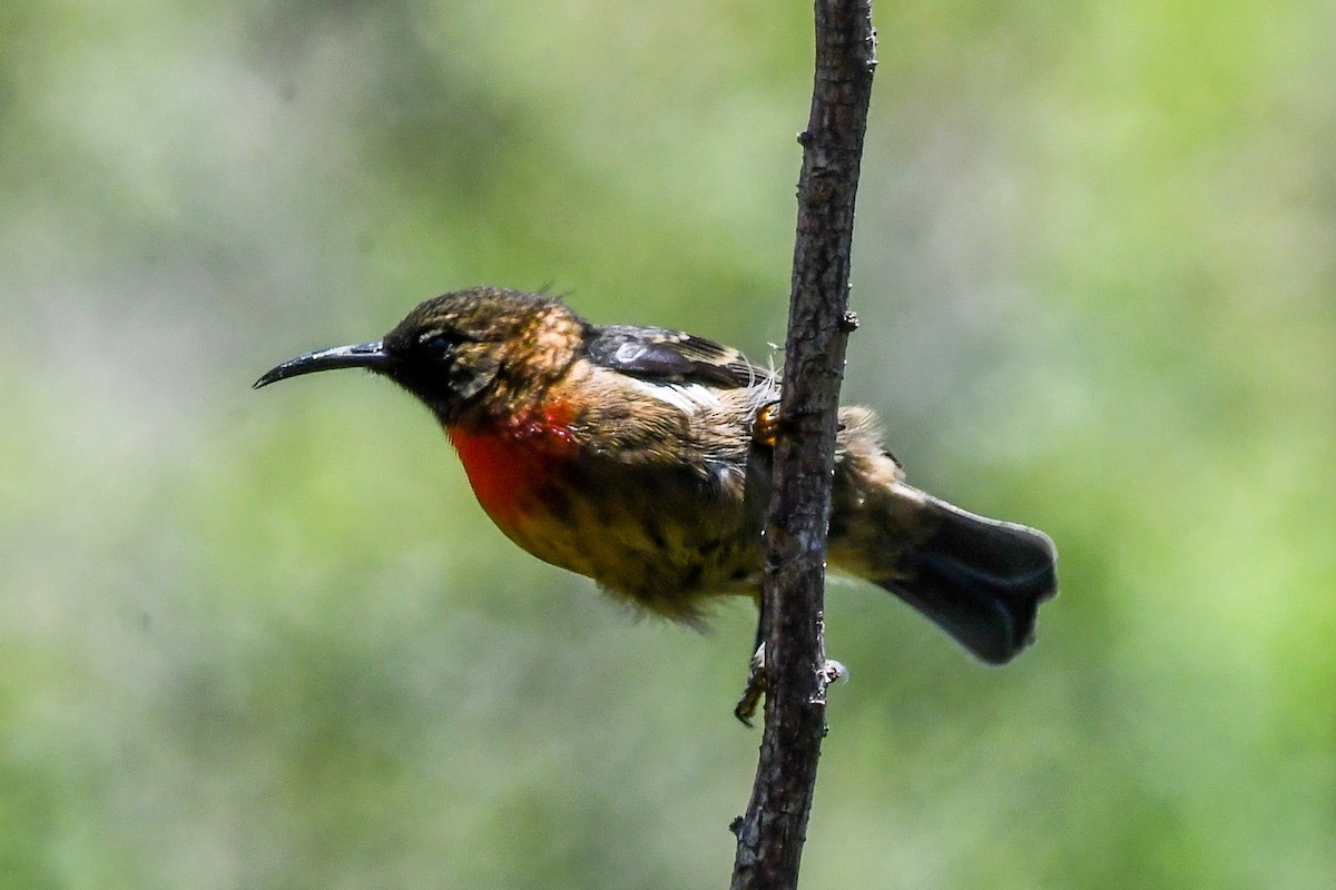 Red-collared Myzomela - Alison Bentley