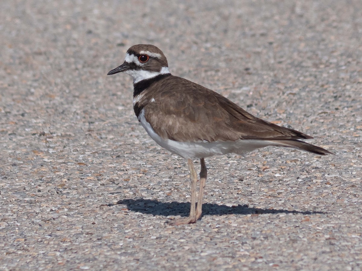 Killdeer - ML549601901