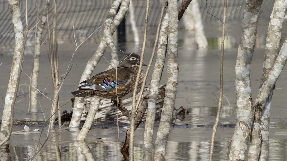 Canard branchu - ML549602861