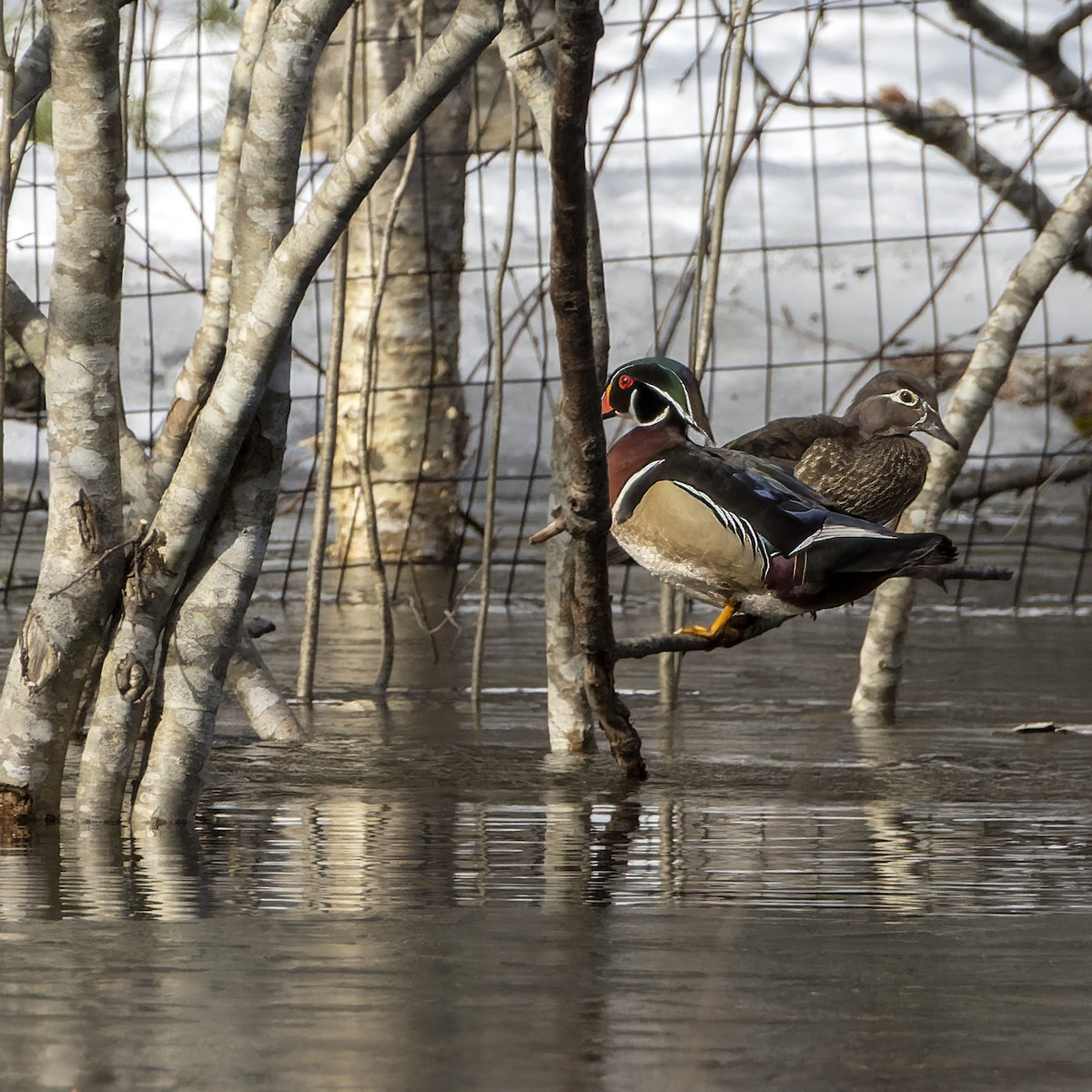 Canard branchu - ML549602881