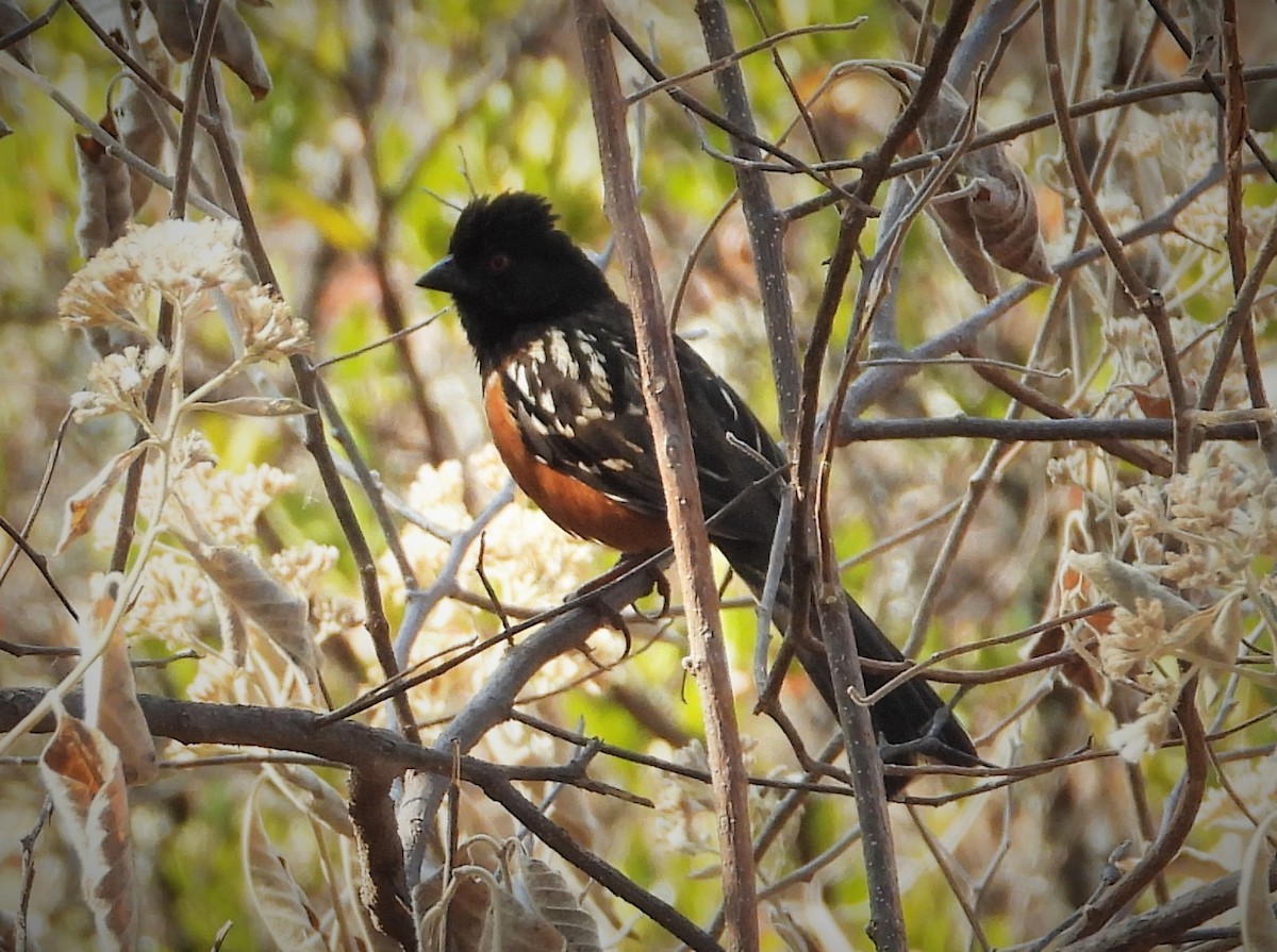 Spotted Towhee - ML549602931