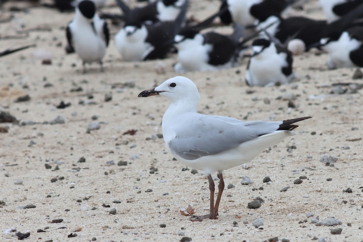 Silver Gull - Margaret Viens