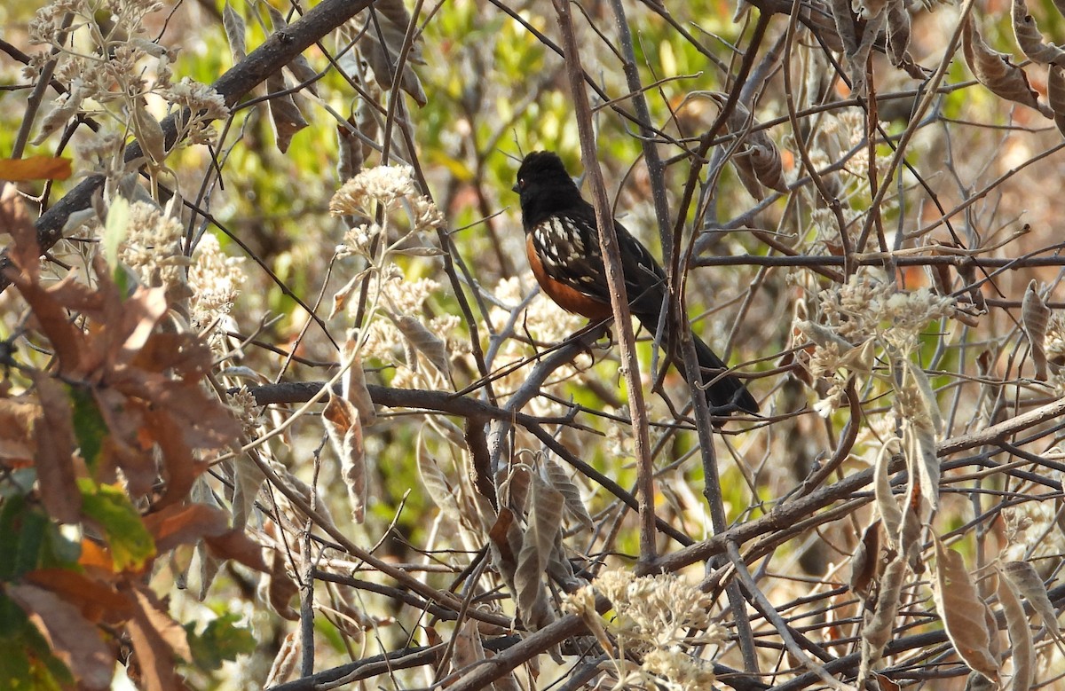 Spotted Towhee - ML549603231